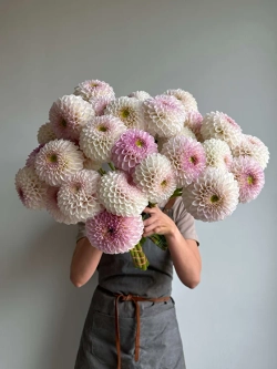 Георгин Pink Pearl (корень) Закупка М55 апрель 2026