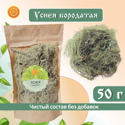 Уснея бородатая. Лишайник.