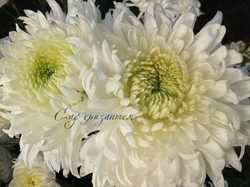 Хризантема одноголовая Magnum ☘ о.13 (нет в наличии)