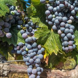 Каберне Фран (фр. Cabernet Franc) - чёрный сорт винограда