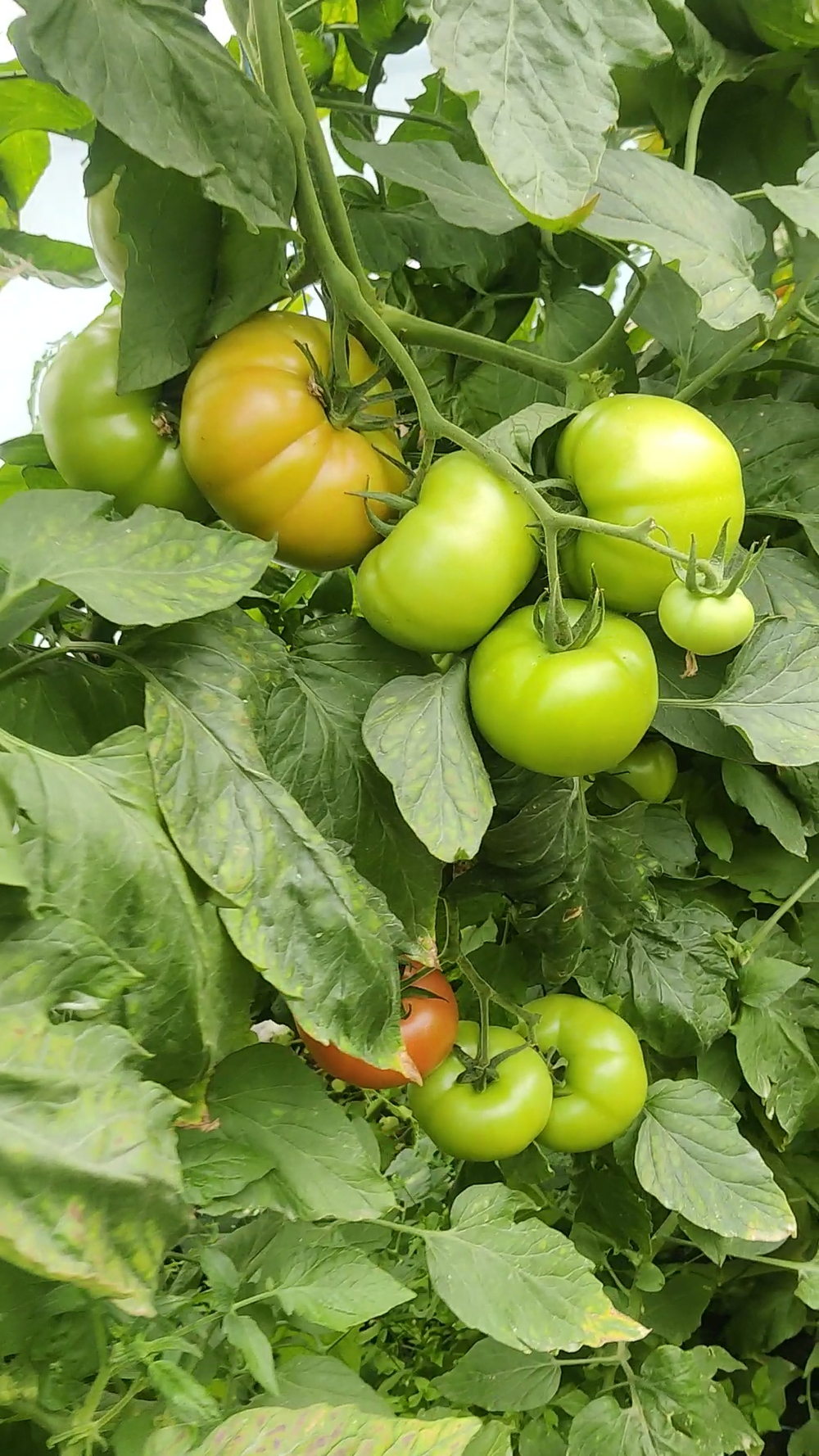 Мальгрос F1 семена томата индетерминантного ( Yuksel Tohum / )