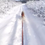 Комплект пояс для бега с собакой, ездовая шлейка и потяг White Wolf серия Спорт