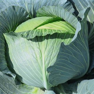 Капуста  белокочанная  Тайфун F1 100 (семян)
