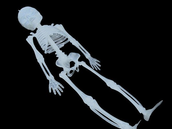ПТ1612 Скелет висящий 30 см