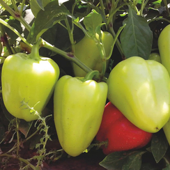 Лотта F1 семена перца сладкого (Enza Zaden / Энза Заден)