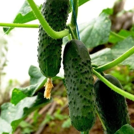 ПЛАТИНА F1 семена огурца Nunhems цена