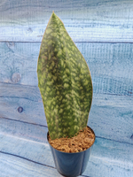 Sansevieria Masoniana Whale Fin (Сансевиерия)