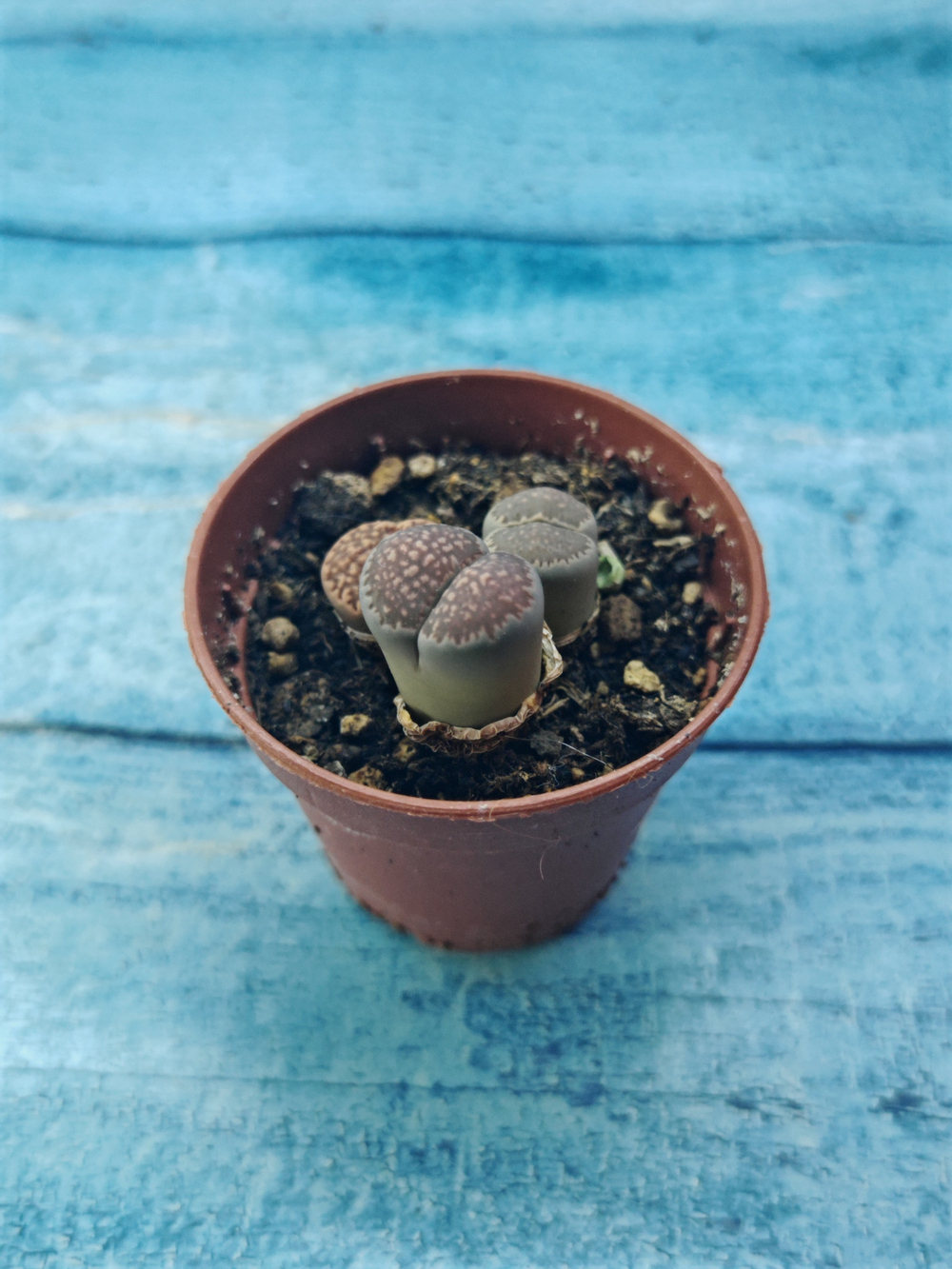 Lithops sp. (Литопсы)
