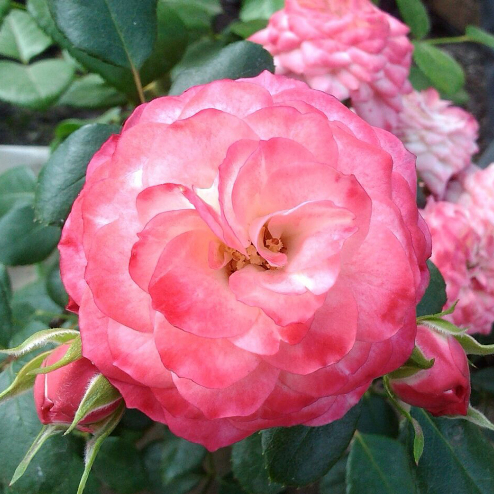 Роза шраб "Patte de Velours"