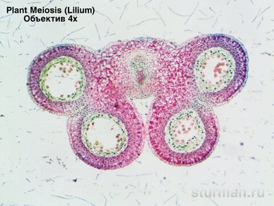 Камера для микроскопа ToupTek UCMOS05100KPA