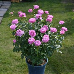 Александра Давид Нэль (Alexandra David Neel)