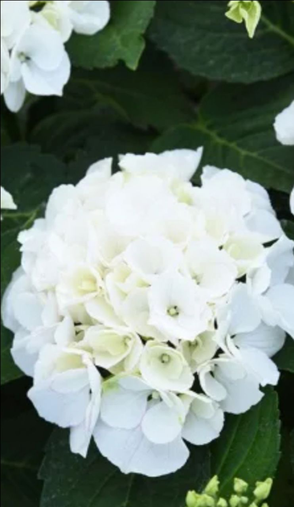 Bianco(Бьянко)
