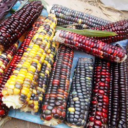 Цветная Кукуруза Ацтеков, Multicolor Aztec Corn