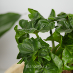 Филодендрон Атом 12/30