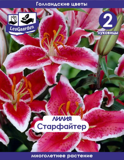 Лилия Луковица, Старфайтер, 2 шт