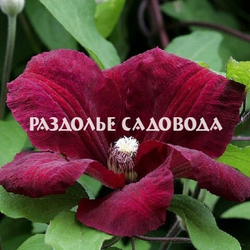 Клематис крупноцветковый Руж Кардинал