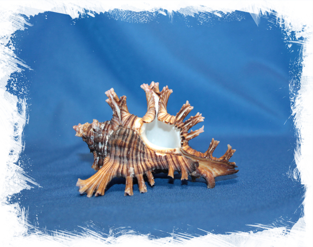 Ракушка Мурекс Ветка Розы