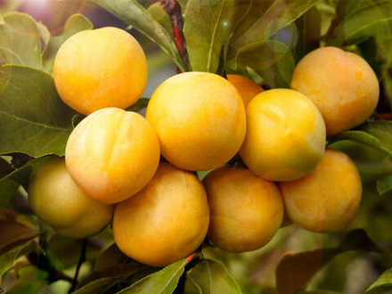 Слива (алыча) Желтая из Чемала