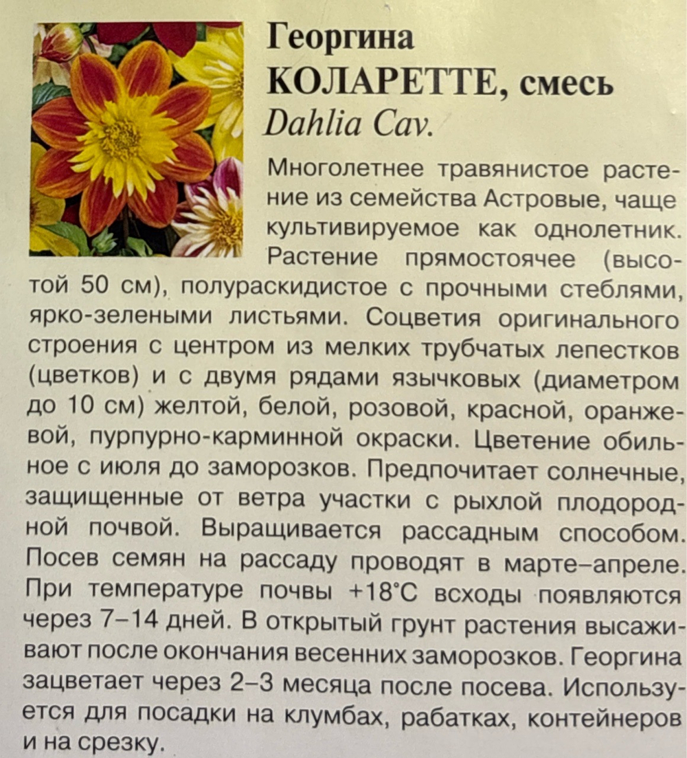 Георгина Коларетте 0,2 г СМЦ-722