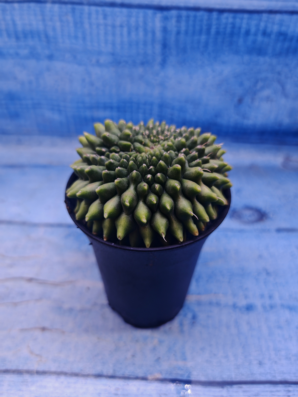 Gymnocalycium Spineless Crested form (Гимнокалициум)