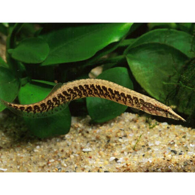 Макрогнатус Кофейный