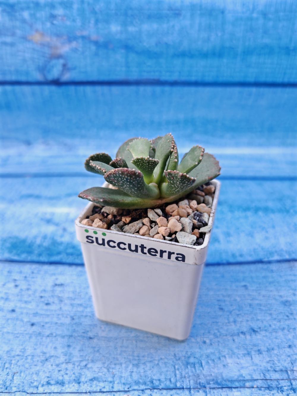 Aloinopsis malherbei (Алоинопсис)