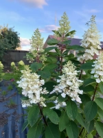 Бэби Лэйс гортензия метельчатая