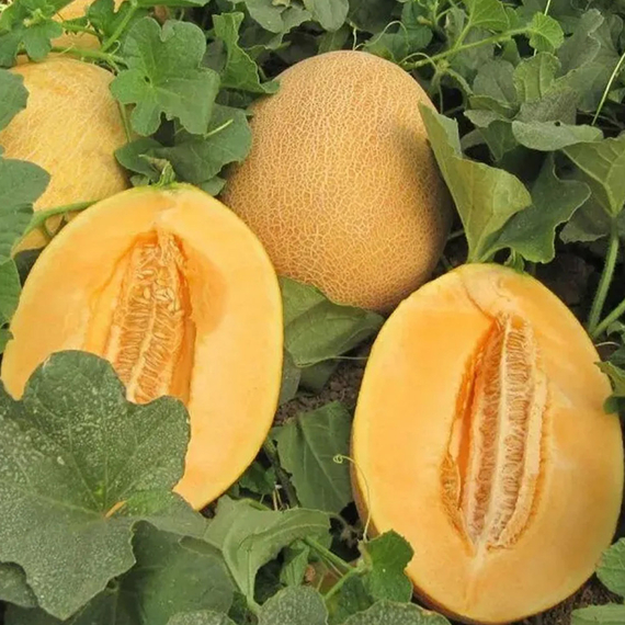 Каррера F1 семена дыни (Nunhems / ALEXAGRO) культура – фото 3