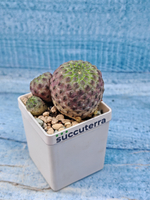 Sulcorebutia rauschii (Сулькоребуция)