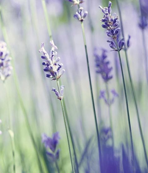 Лаванда Антизапах ароматическое масло, Candle Warmers