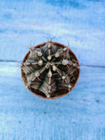 Gymnocalycium Friedrichii (Гимнокалициум)