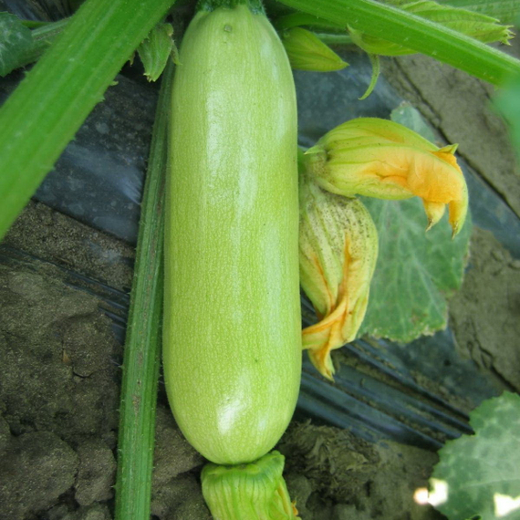 Кавили F1 семена кабачка (Nunhems / ALEXAGRO) культура – фото 2