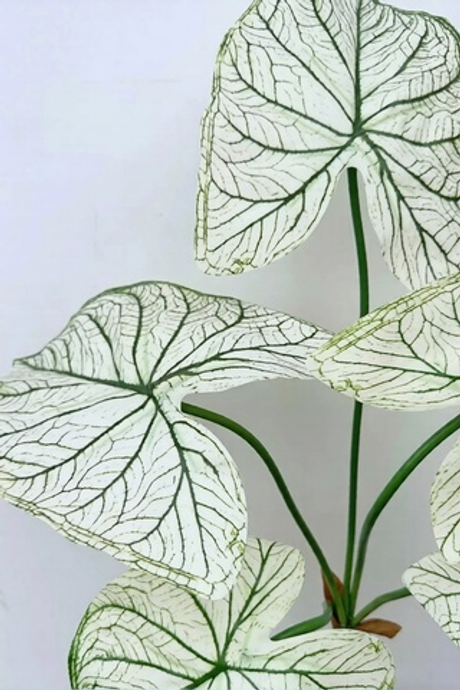 Куст Каладиум Кандидум