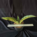 Сансевиерия MACROPHYLLA BLUE VAR