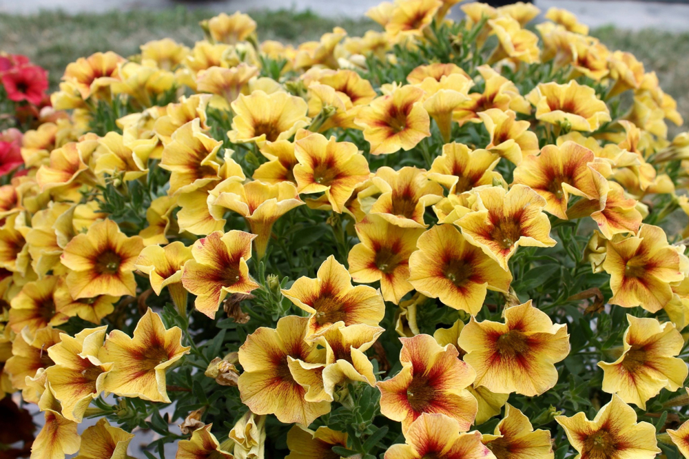ЕВРО Петуния Петхоа Beautical Caramel Yellow. ОКС укорененный черенок февраль 26 Kohen