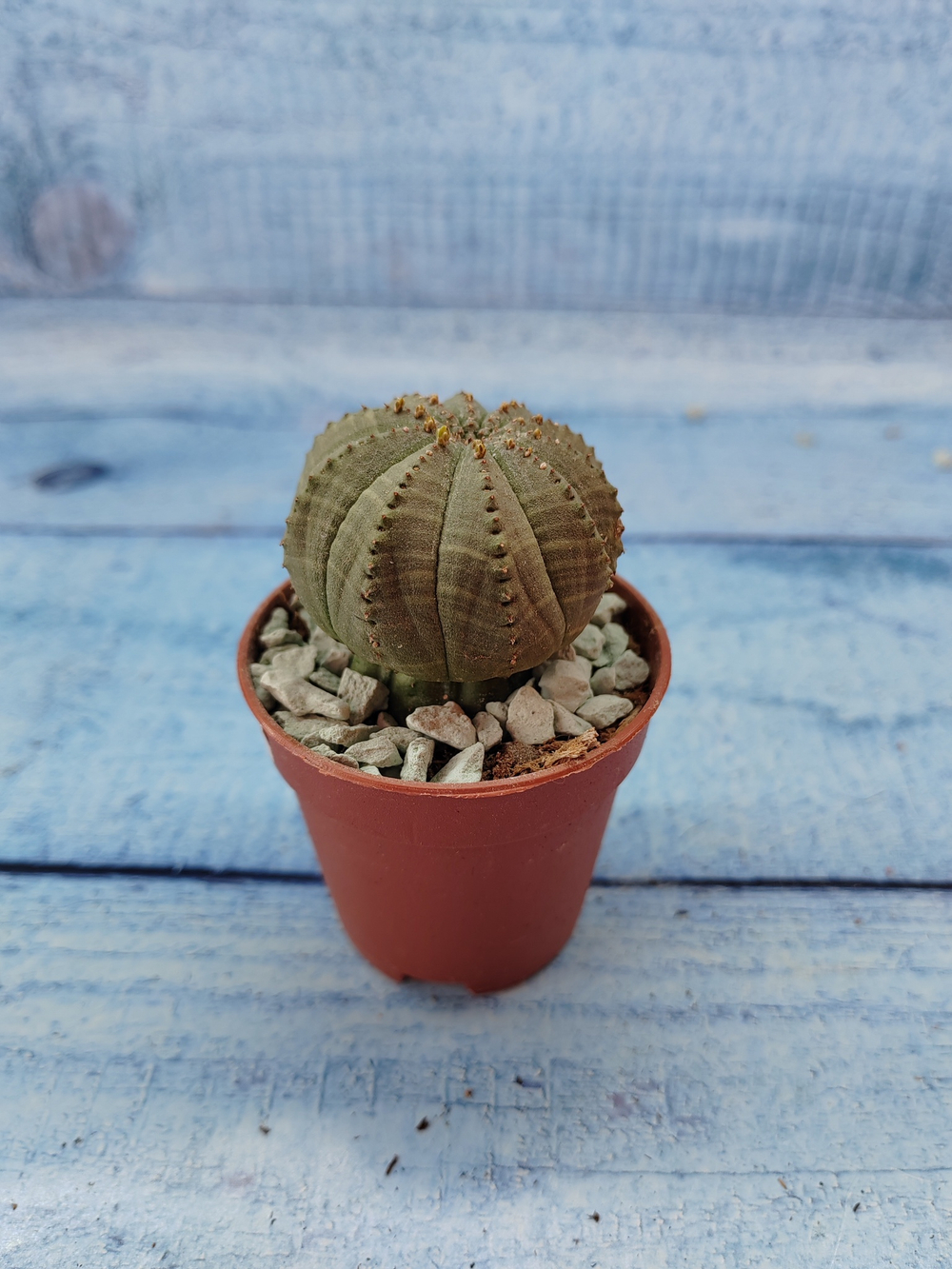Euphoria Obesa (Эуфорбия)