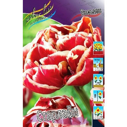 Тюльпан Старлайн