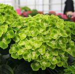 "Меджикал Грин Клауд" "Magical Green Cloud" С3