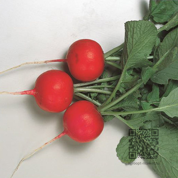 ГЛОРИЕТ F1 семена редиса (Sakata / ALEXAGRO) – фото 1