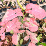 Сингониум NEON ROBUSTA VAR