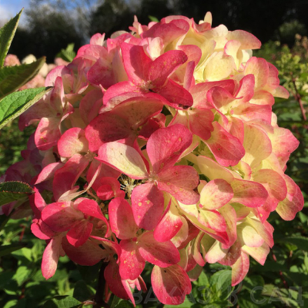 Граффити «Graffiti» С7.5