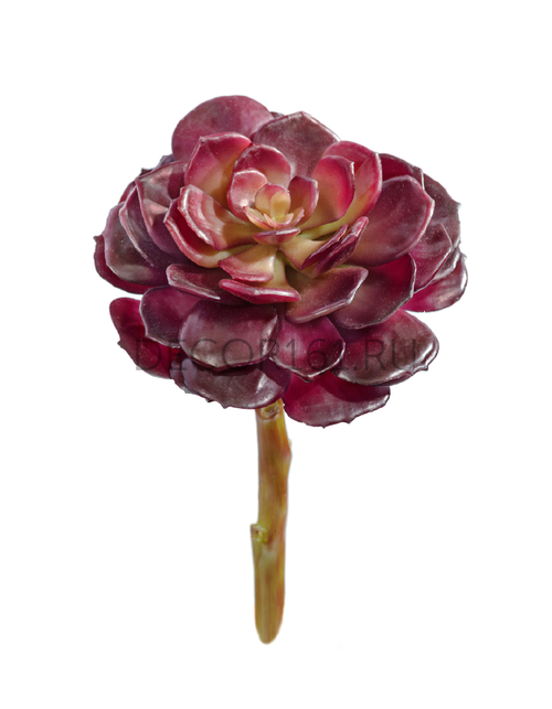 Суккулент Эхеверия бордо розетка в-6, д-12 см 12/96 30.03070003/1