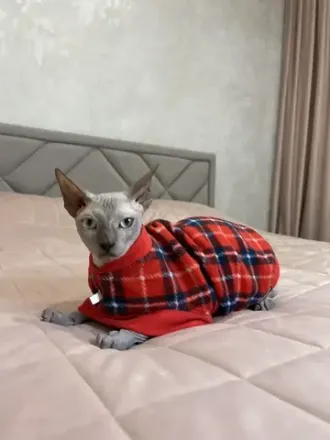 Товары для кошек