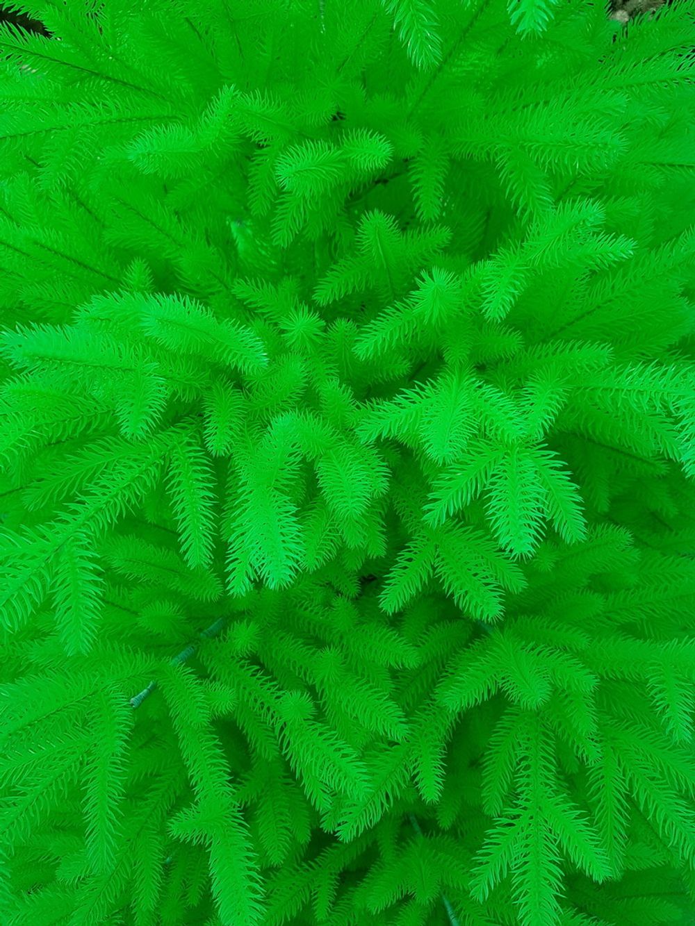 Искусственная елка «Фэнтези салатовая» (Литая хвоя) от 1,5 м до 3 м
