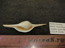 Волва Килбурна