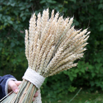 Букет сухоцветов - Лаванда и Пшеница большой 50х30 см