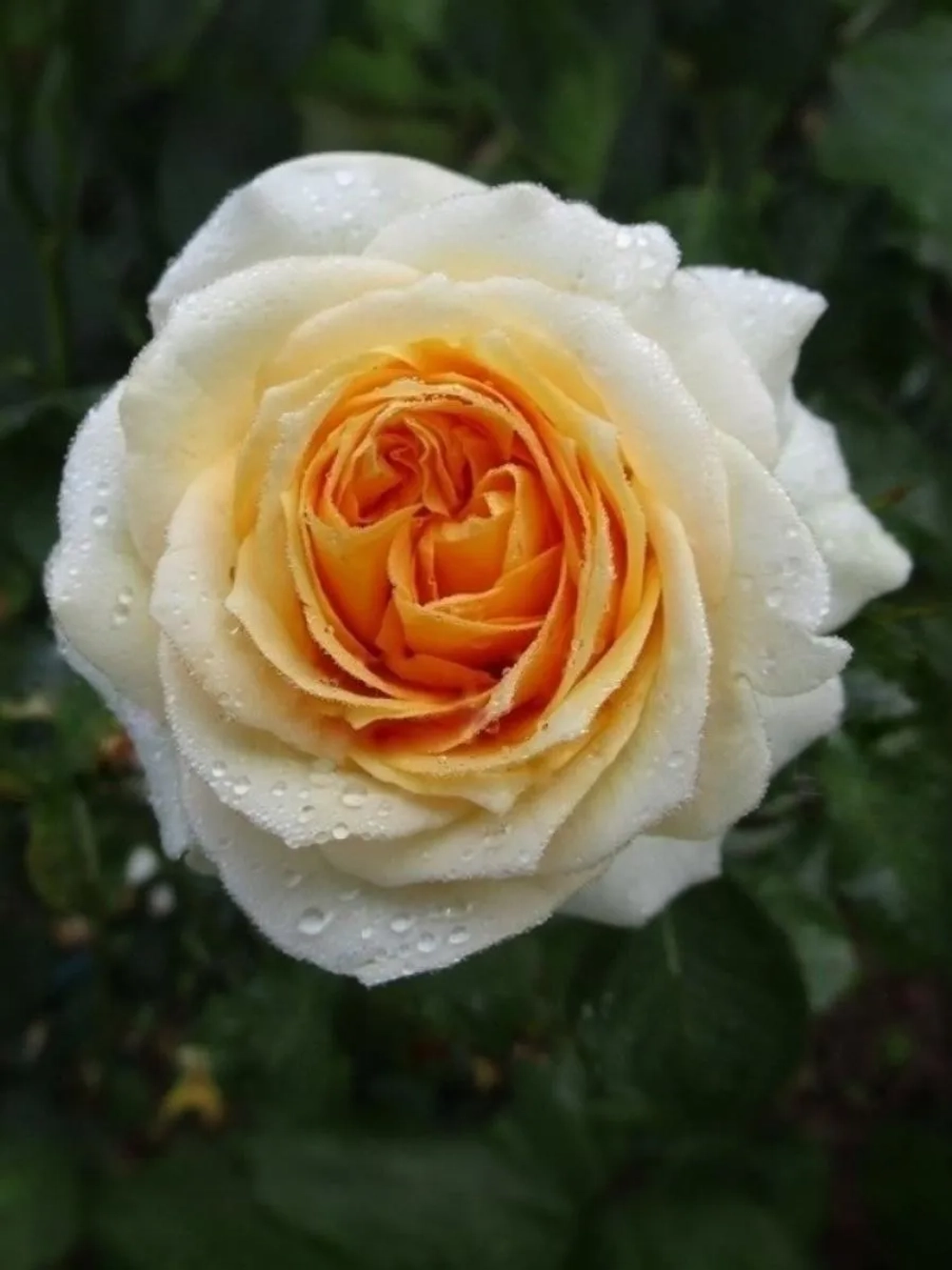 Роза шраб Ла Калессон