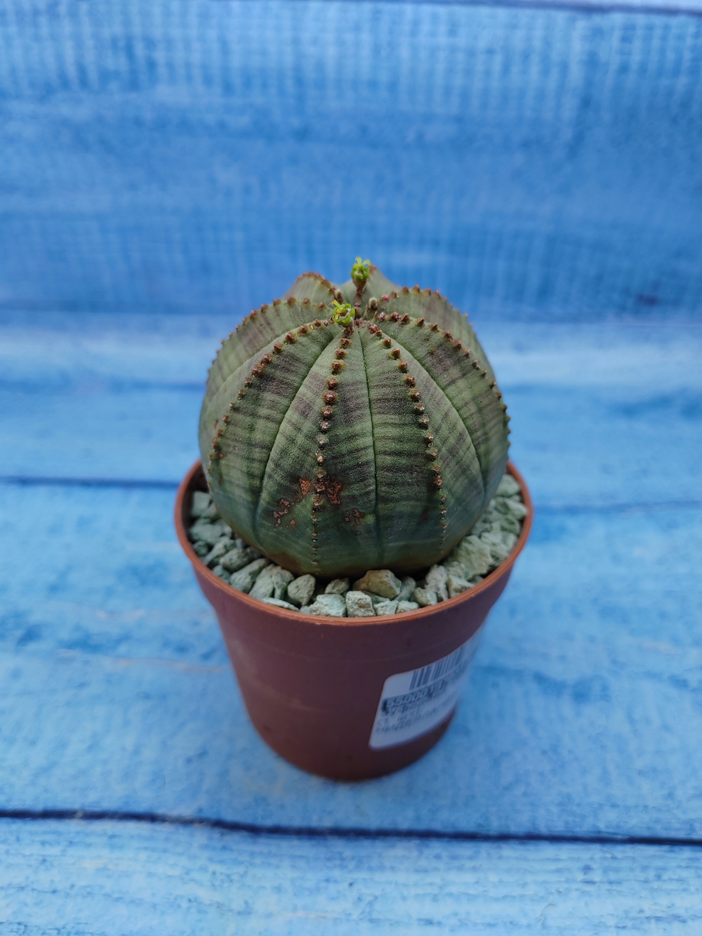 Euphorbia Obesa (Эуфорбия)