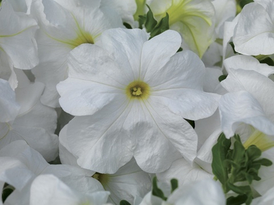 Петуния ЛИМБО GP УАЙТ