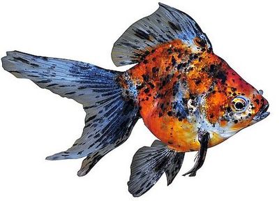 (17)  Риукин (Carassius auratus) ситцевый